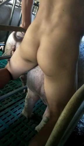 [推荐福利]养猪大亨猪圈无套猛操母猪，动物做爱牲口