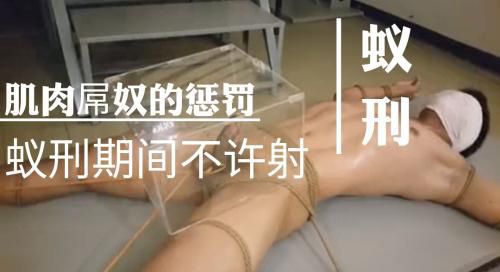 肌肉屌奴擅自摸屌被主人惩罚蚁刑！蚁刑期间不许射精！